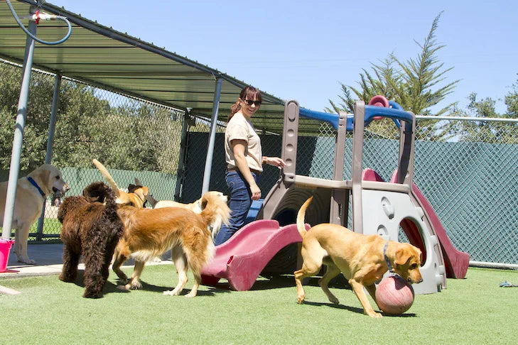 dogs playing at a doggie daycare