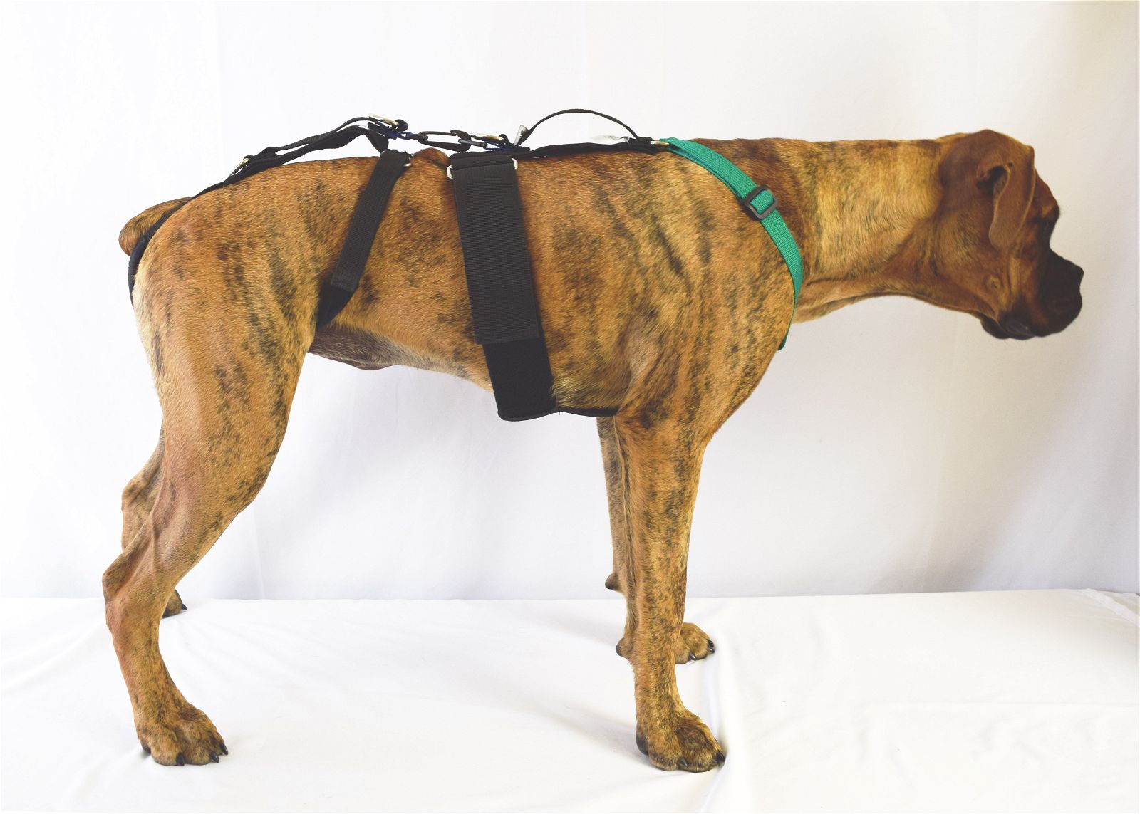 Dog support harness clearance