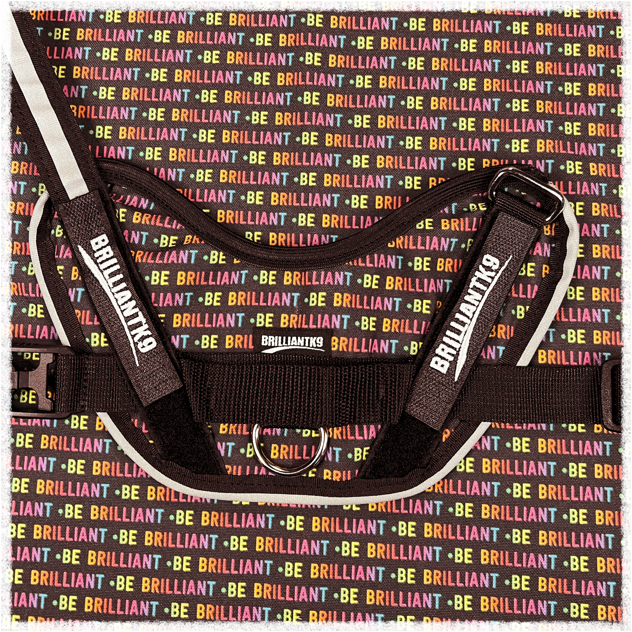 Oliver small dog harness in Be Brilliant