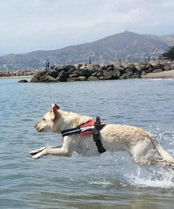 Dog playing in the water while wearing an XL custom dog harness
