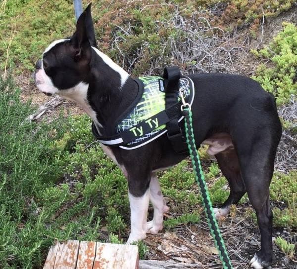 Dog harness hotsell for boston terrier