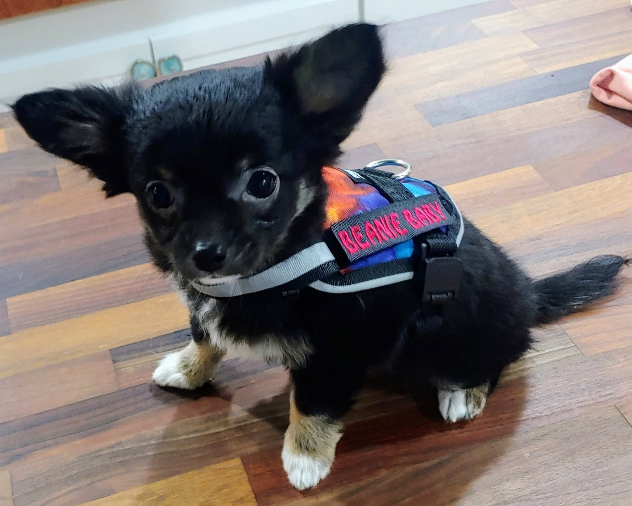 itsy bitsy doggie with a custom harness from Brilliant K9