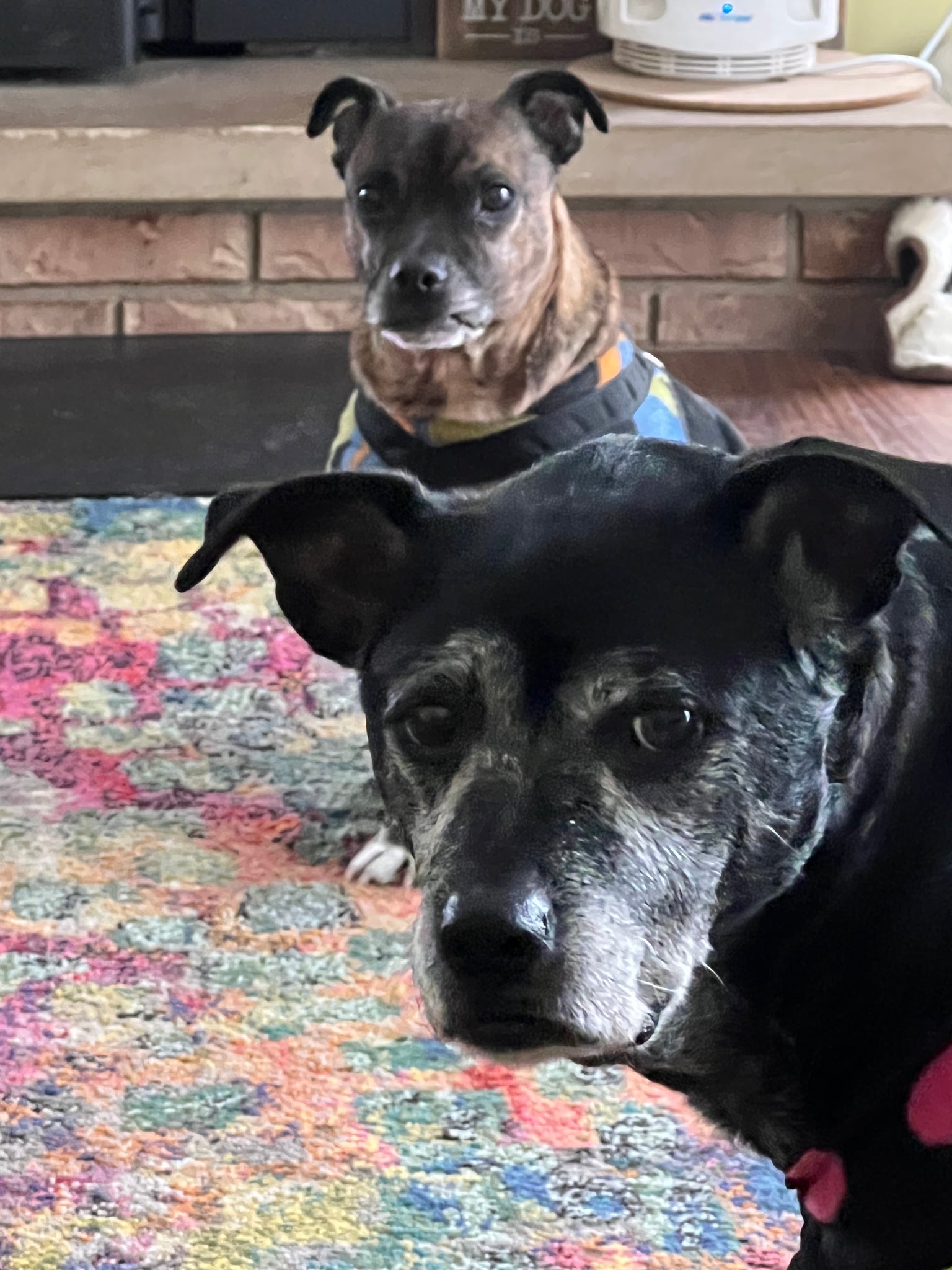 two adorable senior dogs