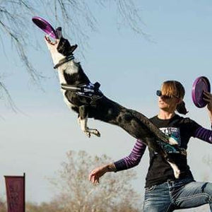 dog owner playing frisbee with her dog that is jumping high into the air