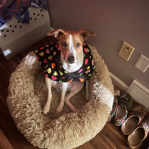 Winter Care 101: Keeping Your Dog Safe and Warm