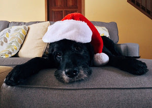 puppy wearing a Christmas hat