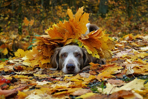 doggie enjoying the leaves of fall