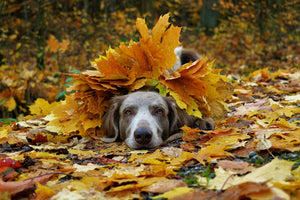 a dog playing in the fall leaves