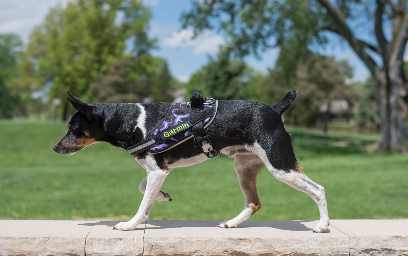 Brilliant k9 top harness review