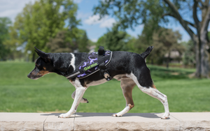 garminn-in-harness