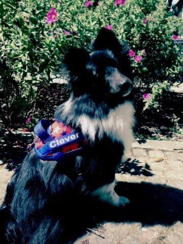 Petite Dog Harness - Lucy Fit | 14-18" Extra-Small Dog Vest,Dog Harness,BrilliantK9,BrilliantK9