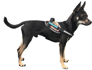Petite Dog Harness - Lucy Fit | 14-18" Extra-Small Dog Vest,Dog Harness,BrilliantK9,BrilliantK9