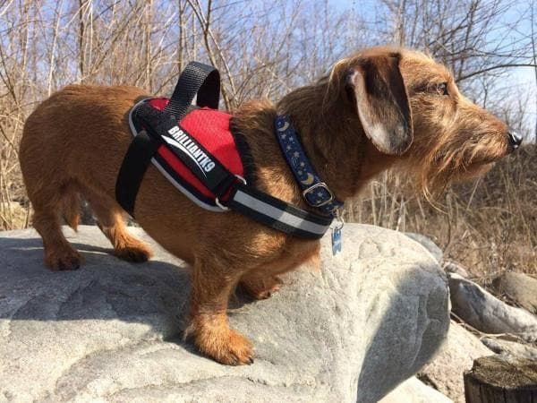 Small Dog Walking Harness Lucy Fit 17 24 Stylish Dog Harness