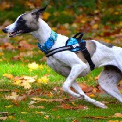 Little Dog Harness Vest Lucy Fit | 3 to 10 lb. Toy Breed Dog Harnesses,Dog Harness,BrilliantK9,BrilliantK9