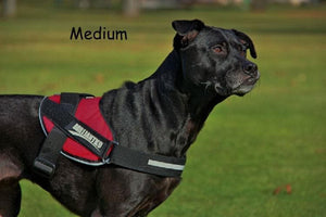 BrilliantK9 Ergonomic Dog Harness Medium - BrilliantK9 -      -                                                                             