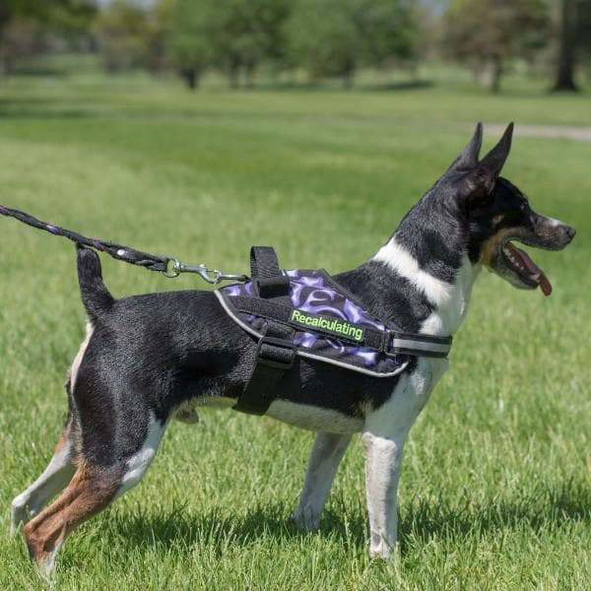 ,Dog Harness,BrilliantK9,BrilliantK9