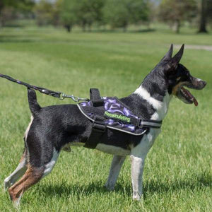 Lucy Medium Active Dog Vest Being Worn outside