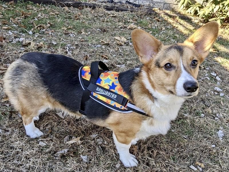 Corgi Dog Walking Harness - Zeke Stylish Dog Harness,Dog Harness,BrilliantK9,BrilliantK9