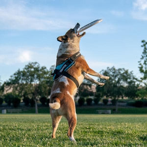 dog catching a disc while wearing a Mid-Sized Ares Sport Dog Harness
