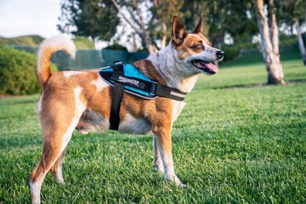 Mid-Sized Ares Sport Dog Harness being worn