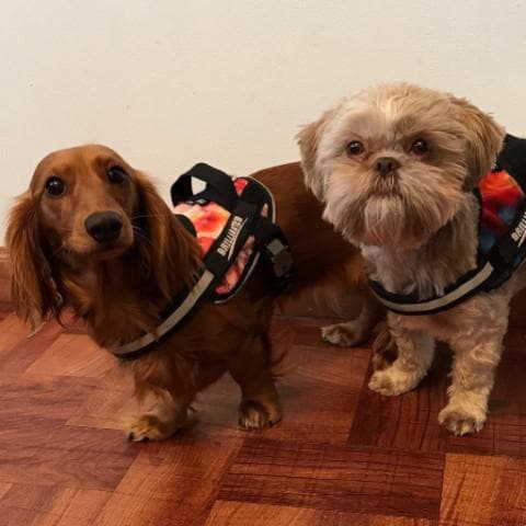 two long bodied dogs wearing Callie harnesses