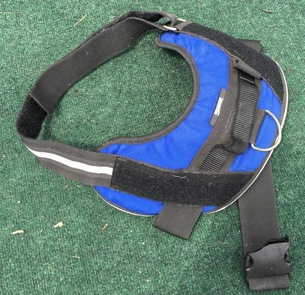 dog harness with a broken buckle