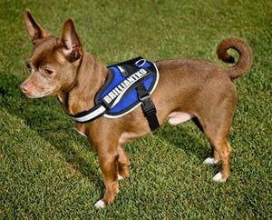Toy Dog Harness on a toy breed