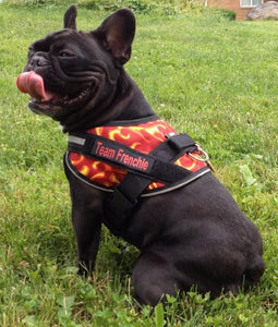 Tweener Dog Harness Vest on a pug