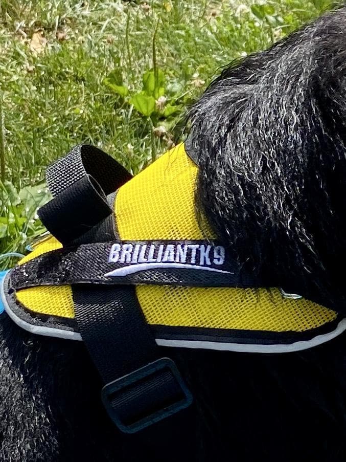 dog wearing a yellow summer mesh medium dog harness