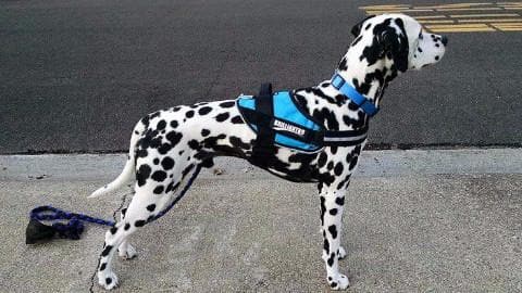 dalmation wearing a Dixie Dog Harness