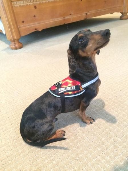 Toy Breed Dog Harness being Worn