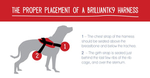graphic for proper placement of a Brilliant K9 harness