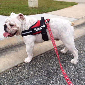 large dog harness being worn