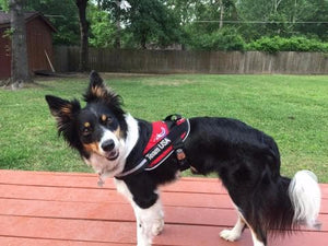 Dog wearing a Lucy Fit Medium Dog Harness 