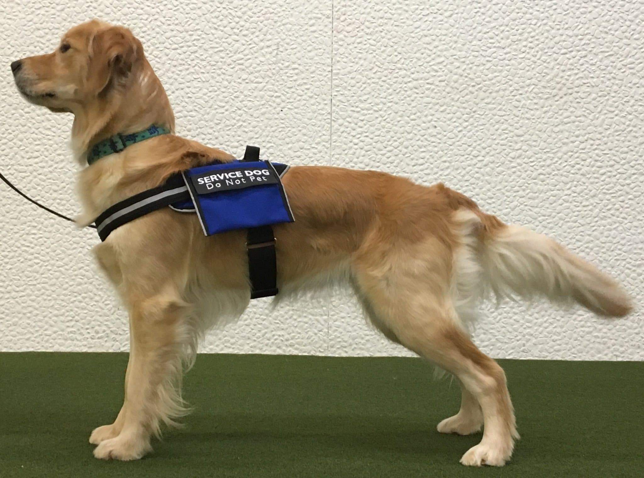 Snugg Medium Service Dog Vest on a working dog