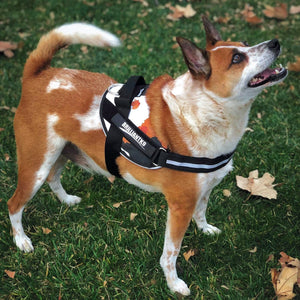 dog wearing a custom harness