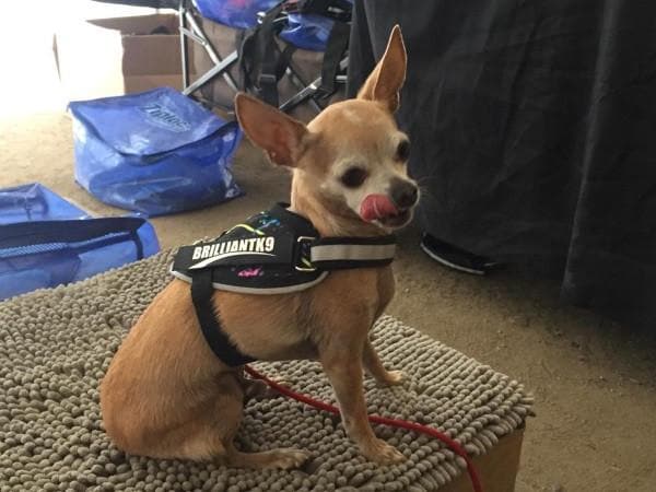Finn Tiny Dog Harness being worn