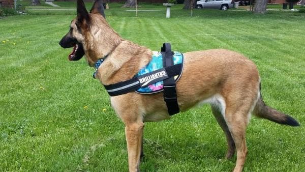 XL custom dog harness on a large dog
