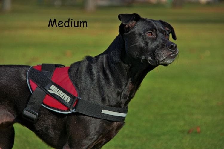medium-sized dog harness being worn
