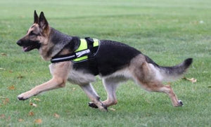 dog running and wearing a Lucy Large Breed Dog Harness