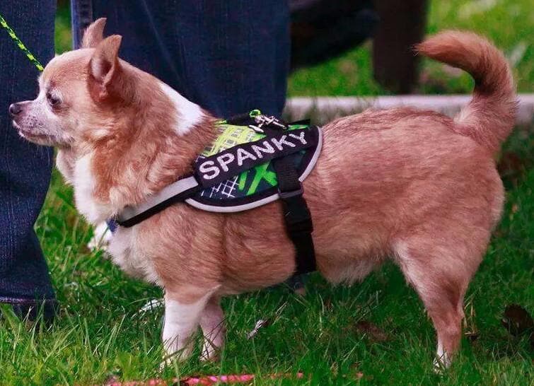 Dog wearing a Oliver Small Breed Dog Harness