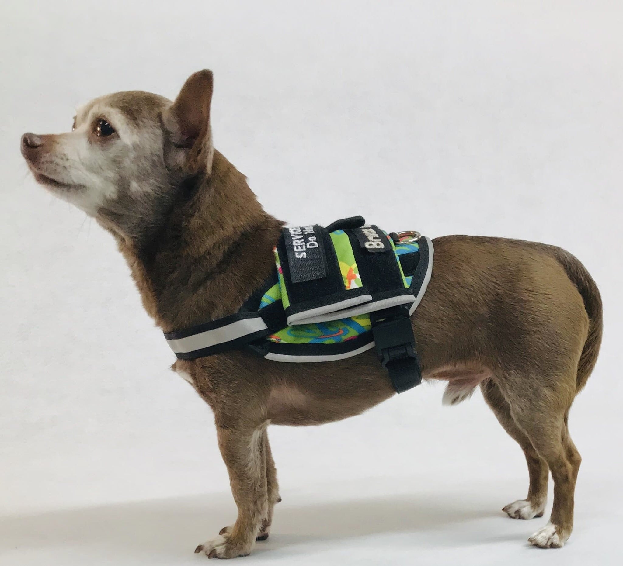 Callie Little Service Dog Harness being worn