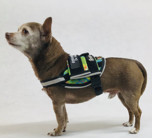 Callie Little Service Dog Harness being worn