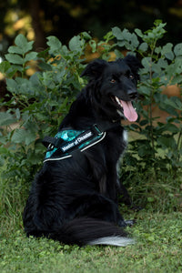 black dog wearing a custom harness