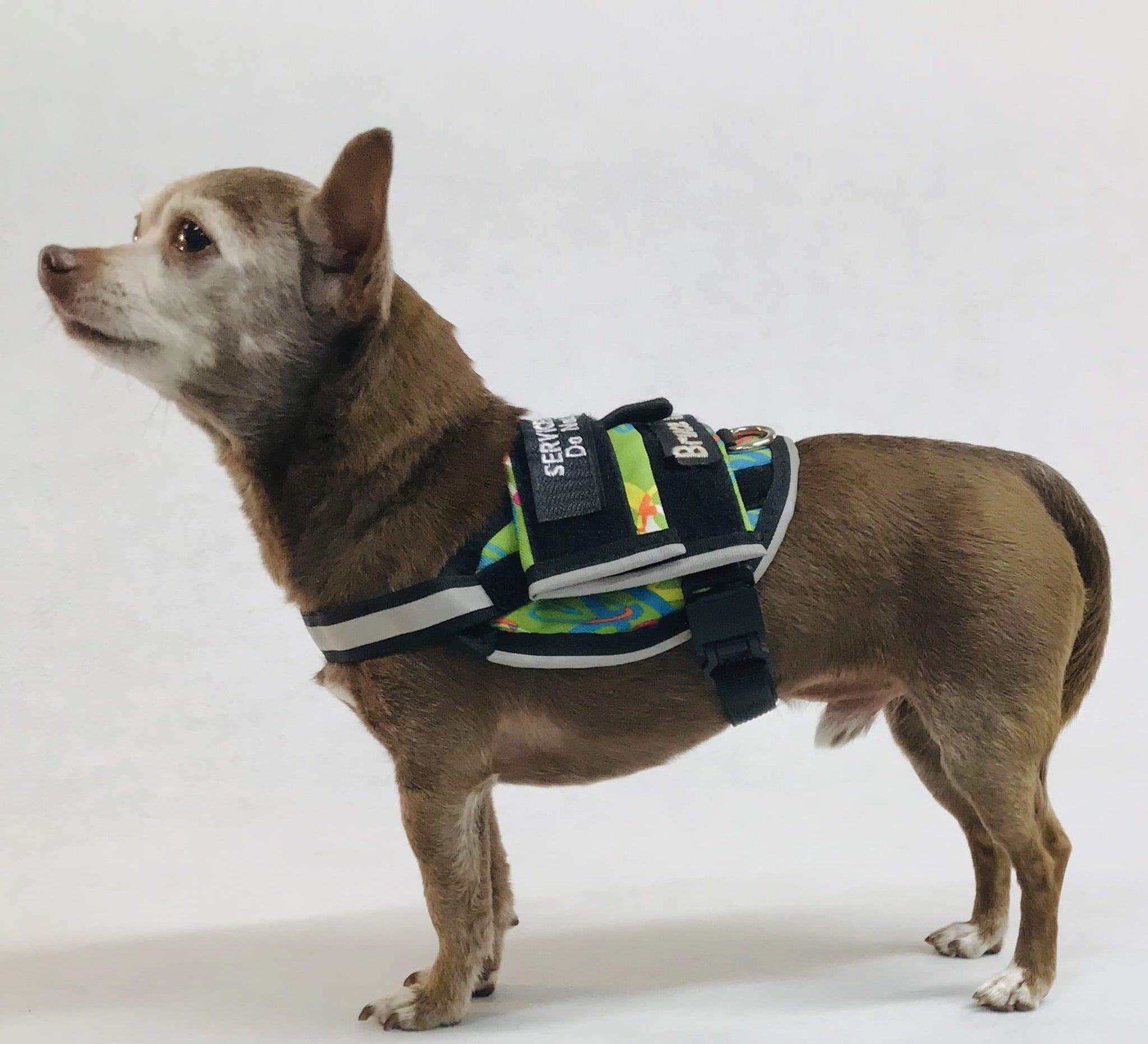 Finn Tiny Service Dog Vest on a small dog