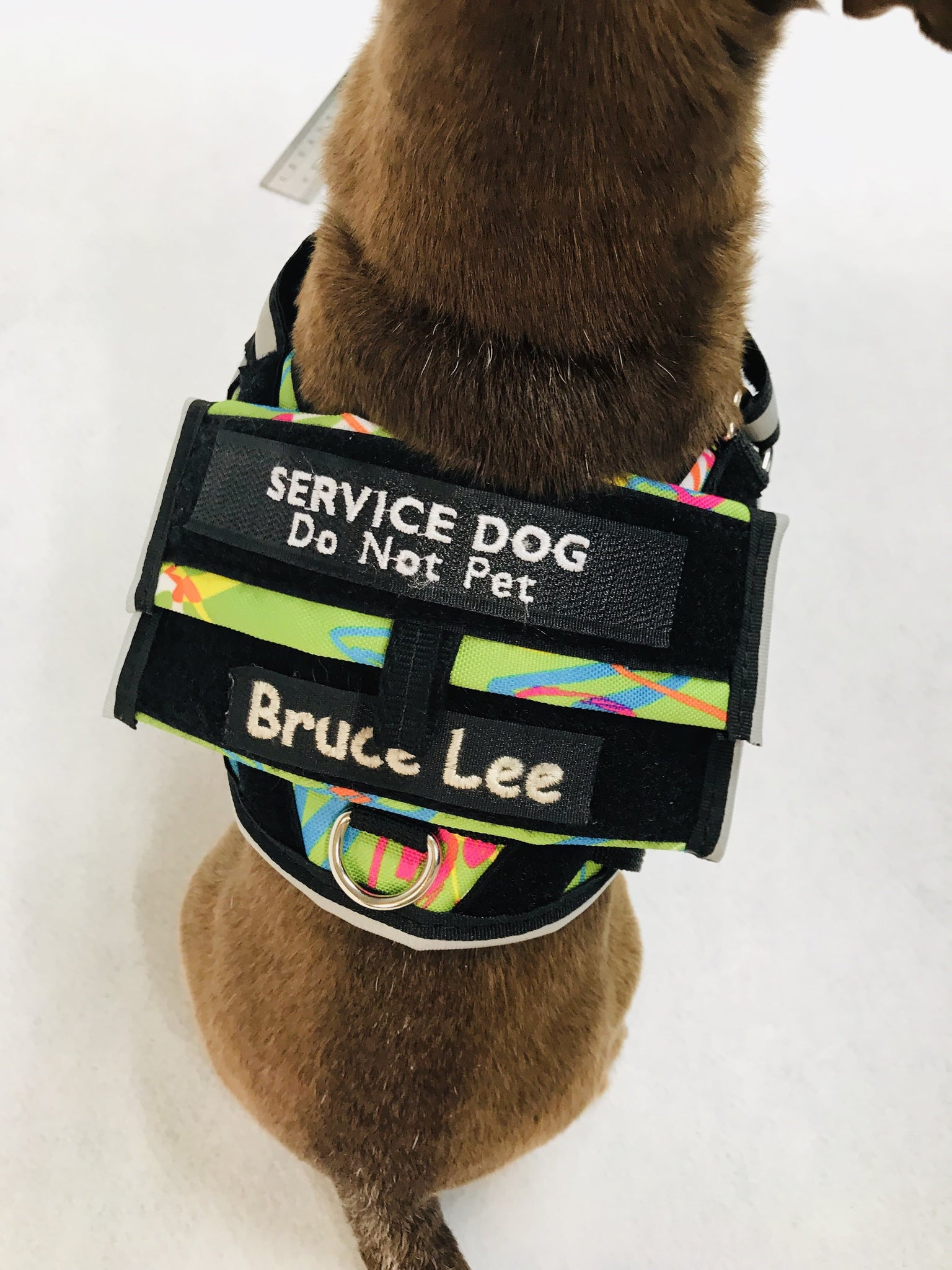 Lucy Toy Service Dog Vest top view