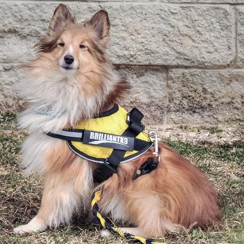 mini wearing a No-Pull Small Dog Harness
